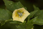 Cutleaf groundcherry